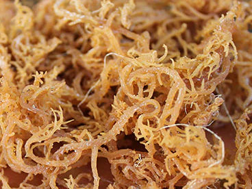 100 lb Sea Moss