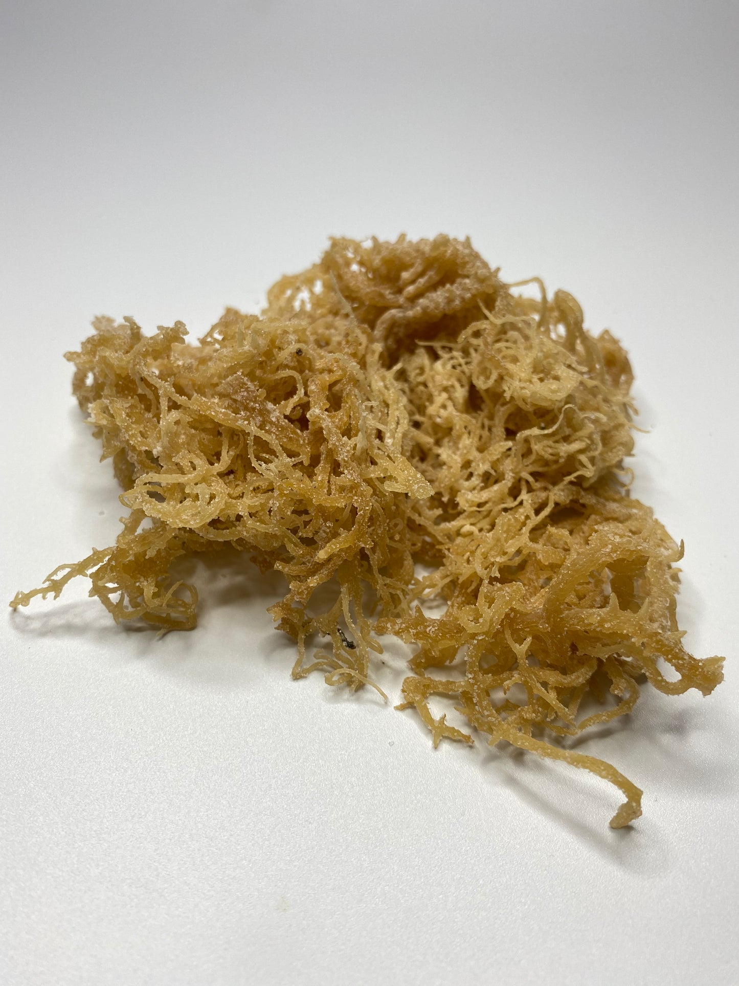 20 lbs Sea Moss