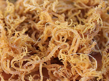 20 lbs Sea Moss